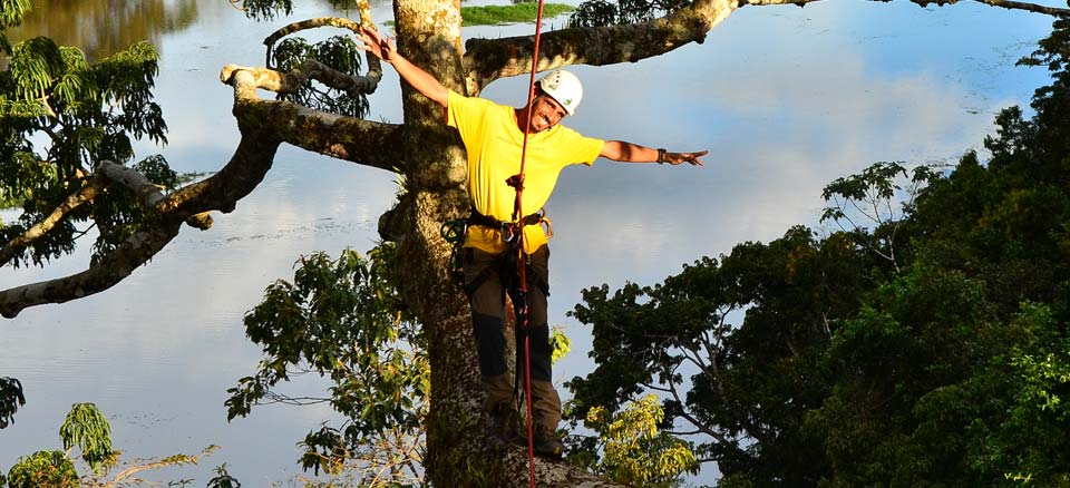 Tree Climber